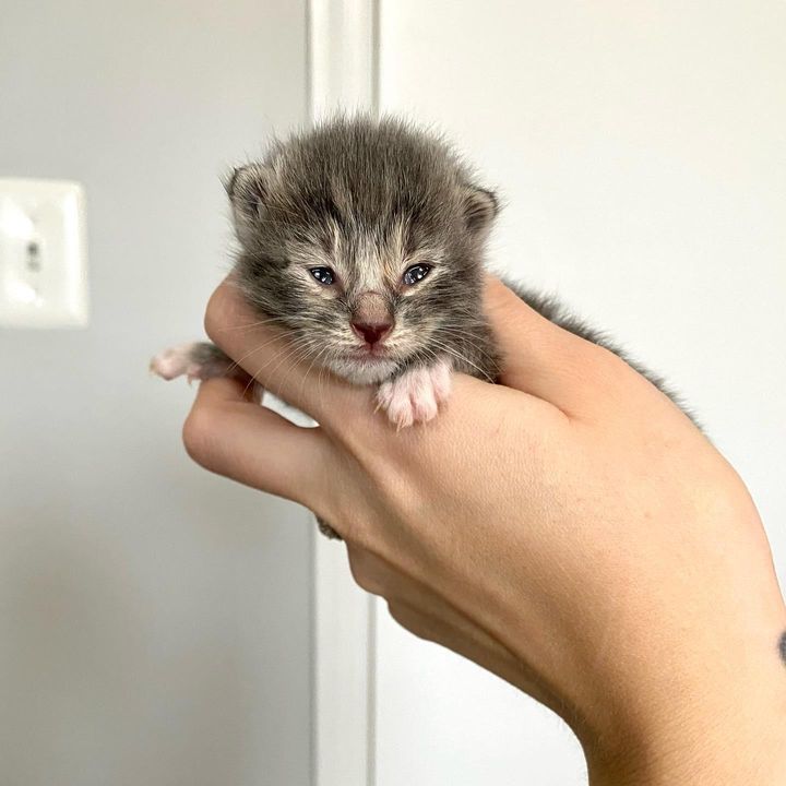 tiny kitten eyes open